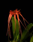 Bulb. tingabarinum